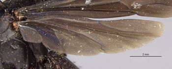 Media type: image;   Entomology 10019 Aspect: Wing hind